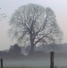 Tree and mist